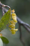 Buckwheat tree <BR>Black titi